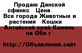  Продаю Данской сфинкс › Цена ­ 2 000 - Все города Животные и растения » Кошки   . Алтайский край,Камень-на-Оби г.